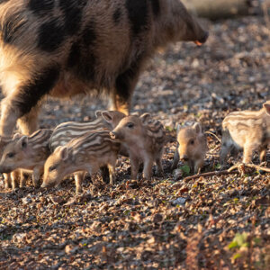 Zdjęcie lochy z warchlakami