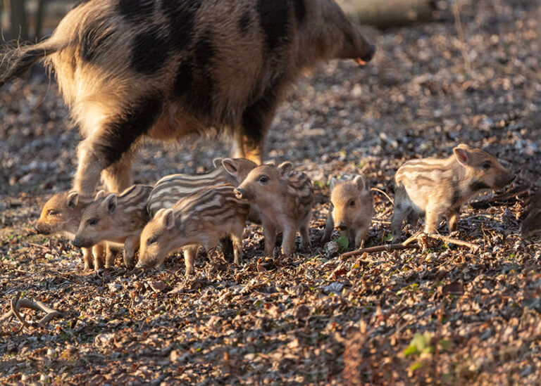 Zdjęcie lochy z warchlakami