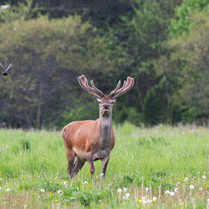 Zdjęcie jelenia zza którego nadlatuje kos