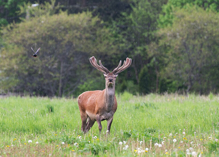 Zdjęcie jelenia zza którego nadlatuje kos