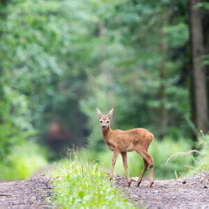Zdjęcie koźlęcia sarny europejskiej