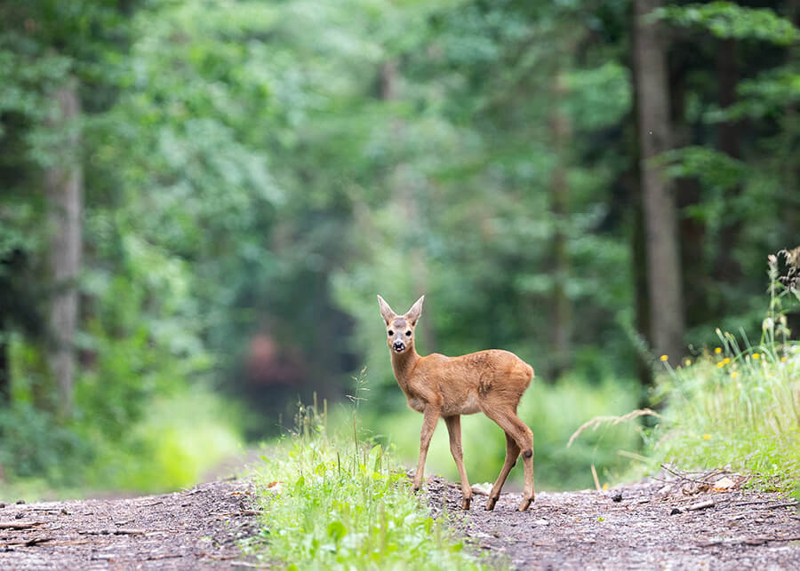 Zdjęcie koźlęcia sarny europejskiej