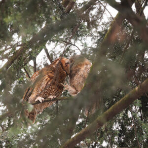 Zdjęcie pary puszczyków wśród gałęzi drzew