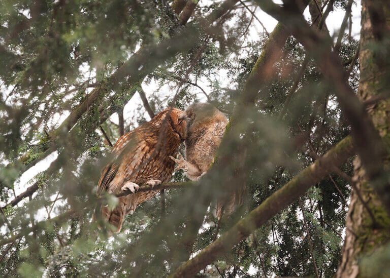 Zdjęcie pary puszczyków wśród gałęzi drzew