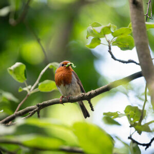 Zdjęcie rudzika trzymającego w dziobie larwę owada