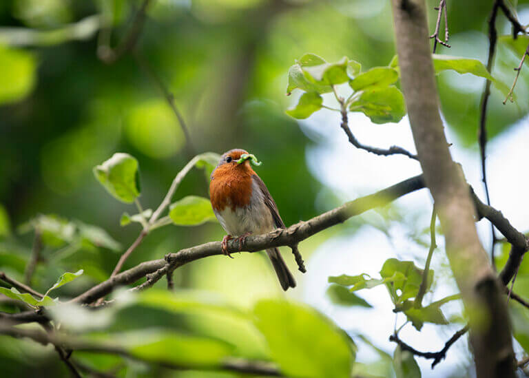 Zdjęcie rudzika trzymającego w dziobie larwę owada