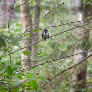 Zdjęcie sóweczki i rudzika siedzących na gałęziach jednego drzewa