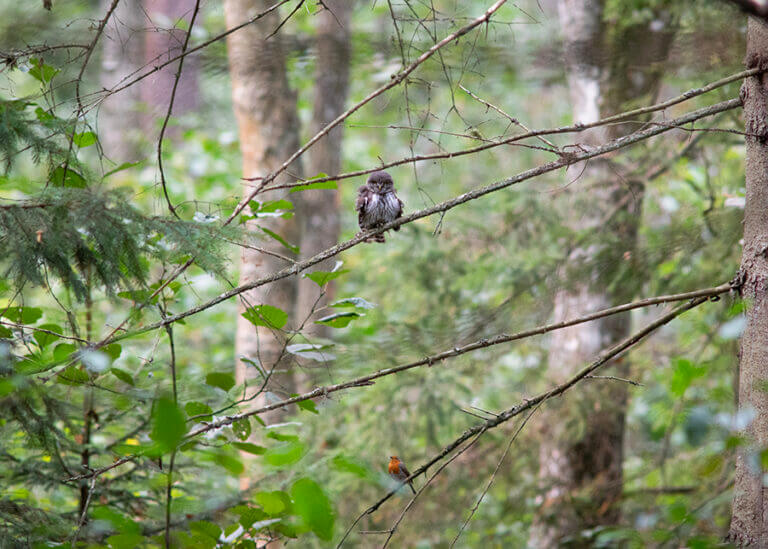Zdjęcie sóweczki i rudzika siedzących na gałęziach jednego drzewa