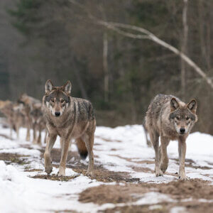 Zdjęcie wilków szarych z bliska