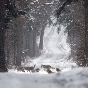 Zdjęcie watahy wilków bawiących się na leźnej drodze
