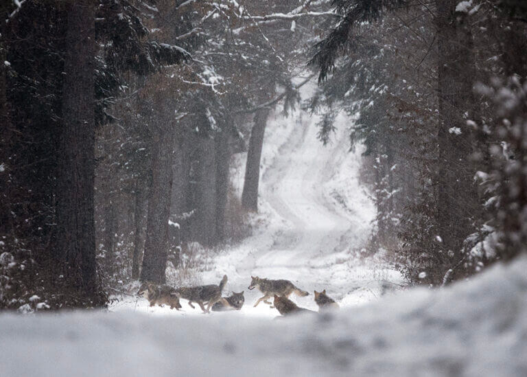 Zdjęcie watahy wilków bawiących się na leźnej drodze