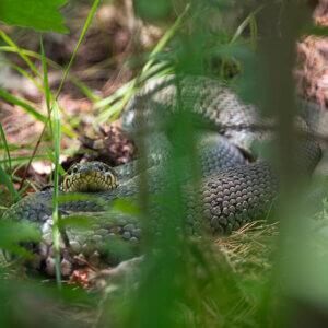 Samica zaskrońca zwyczajnego przyczajona w trawie