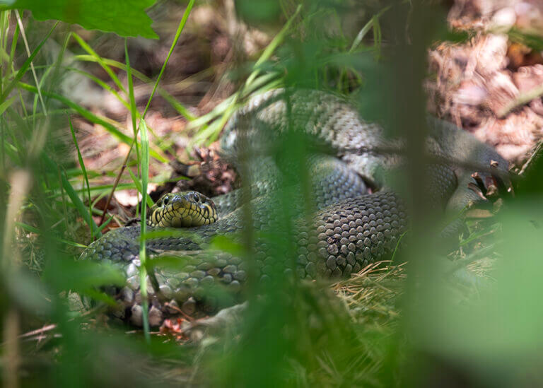 Samica zaskrońca zwyczajnego przyczajona w trawie
