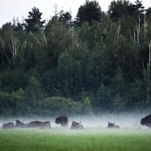 Zdjęcie grupy żubrów otoczonych niską mgłą