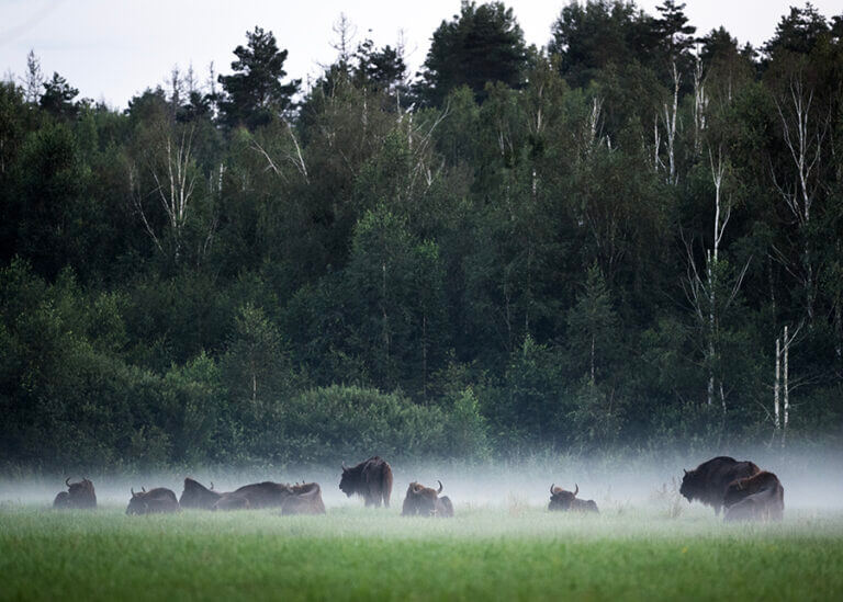 Zdjęcie grupy żubrów otoczonych niską mgłą