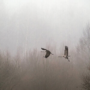 Zdjęcie dwóch żurawi w locie