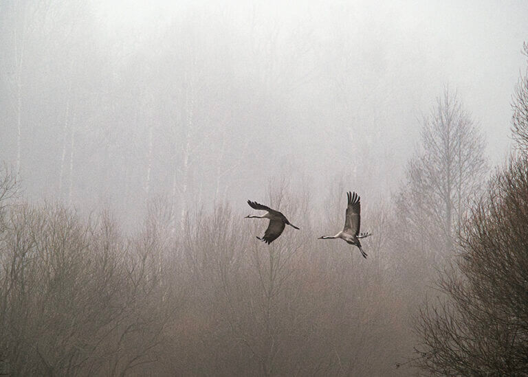 Zdjęcie dwóch żurawi w locie